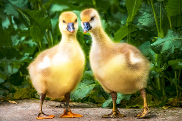 Bird wild house wings beak nature reservoir