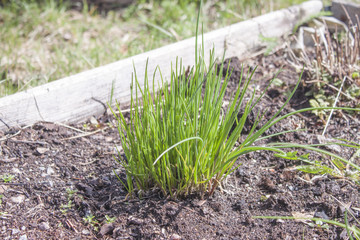 Chives allium schoenoprasum