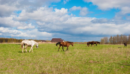 Naklejka na ściany i meble Rural landscape with horses in the pasture
