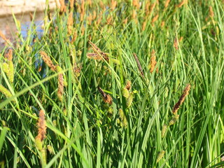 Reeds on the shore © AcidburnANA