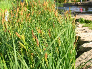 Reeds on the shore © AcidburnANA
