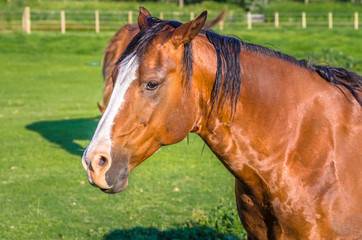 Obraz premium Beautiful Chestnut Horse