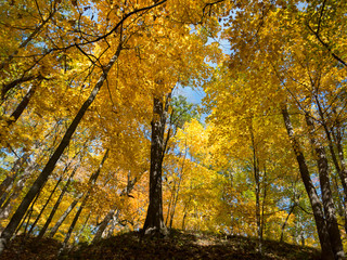 Golden trees at autumn in Interstate Park, MN, USA