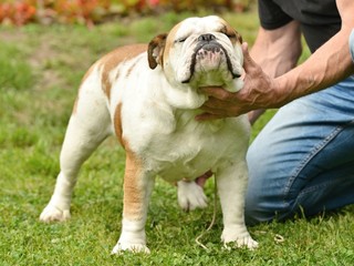 Bulldog anglais sur le terrain d'herbe verte