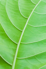 Green leaf texture. Macro
