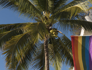 Obraz premium Palm tree and rainbow flag
