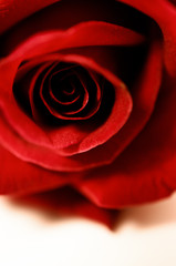 Close up of red rose petal, vintage tone