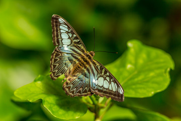 Beautiful Butterflies