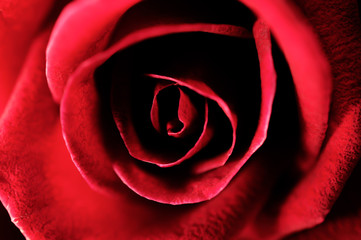 A close up macro shot of a red rose,valentine background