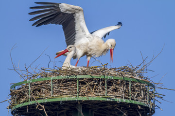 Weißstorch (ciconia ciconia)