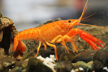 Mexican orange freshwater crayfish in the aquarium, selective fo