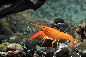 Mexican orange freshwater crayfish in the aquarium, selective fo