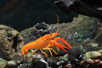 Mexican orange freshwater crayfish in the aquarium, selective fo