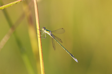 Beautiful yellow-green Demoiselle (Calopteryx virgo) on grass