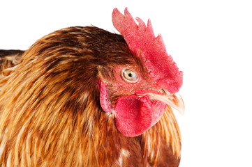 Cock head close-up, side view, isolated