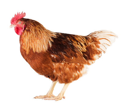 Young brown rooster, side view, isolated