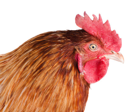 Cock head close-up, side view, isolated