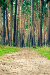in the wood