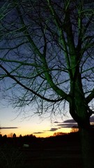 Tree sunset