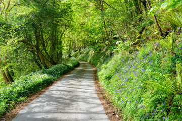 Country Lane in Spring