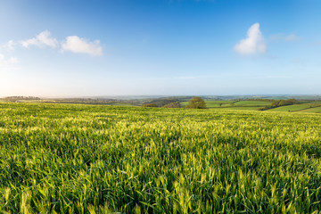 Barley Fields in Cornwall