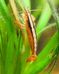 Bamboo shrimp (Atyopsis moluccensis) feeds by filtering water