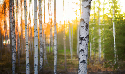 Birch tree at sunset
