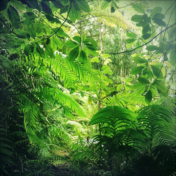 Fototapeta Green leaves in jungle forest