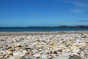 sea shells on sea shore - shallow dof