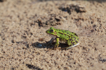 Green water frog (Rana lessonae), close up, selective focus 