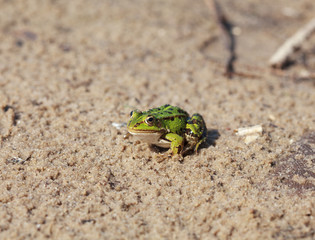 Green water frog (Rana lessonae), close up, selective focus 