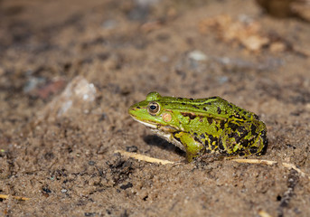 Green water frog (Rana lessonae) 
