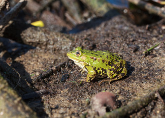 Green water frog (Rana lessonae) 