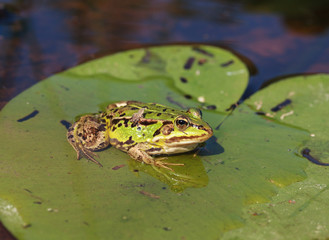 Green water frog (Rana lessonae) 