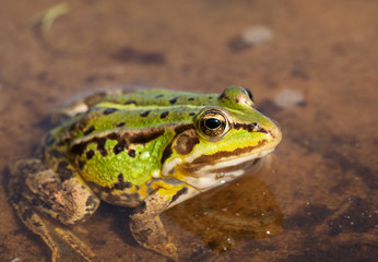 Head of green water frog (Rana lessonae), close up