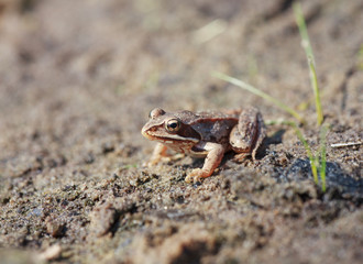 Brown frog (Rana temporaria or European Common Frog ) 