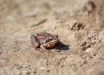 Brown frog (Rana temporaria or European Common Frog )