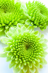 green chrysanthemum isolated on a white background