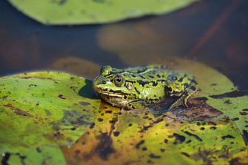 Green water frog (Rana lessonae), close up, selective focus 