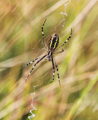 A wasp spider (Argiope bruennichi) at dawn sitting on a web 
