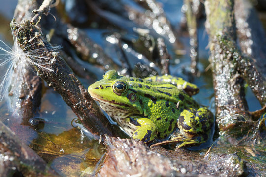 Green water frog (Rana lessonae) 