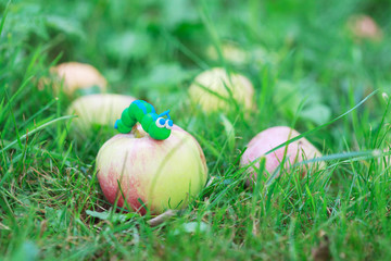 Plasticine world - little homemade green caterpillar 