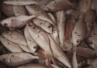 Obraz premium Fresh raw fish in market 