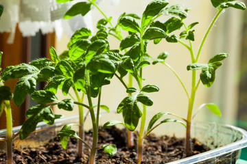 tomato plant - Tomatenpflanze, Pflanzenzucht