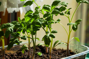 tomato plant - Tomatenpflanze, Pflanzenzucht
