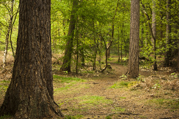 Obraz premium A Walk Through The Trees