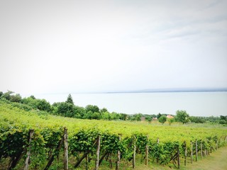 Wein am See