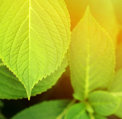 Green leaf close up