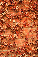 Red brick wall background and dry ivy leaves plants
