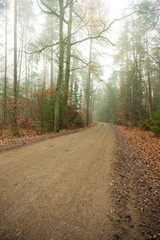Obraz premium Pathway through the misty autumn forest